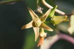 Angularfruit milkvine